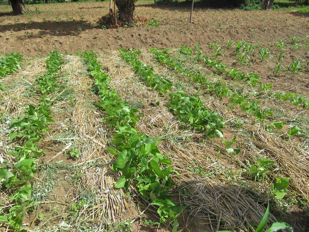Sustainable Agriculture in Mwanza